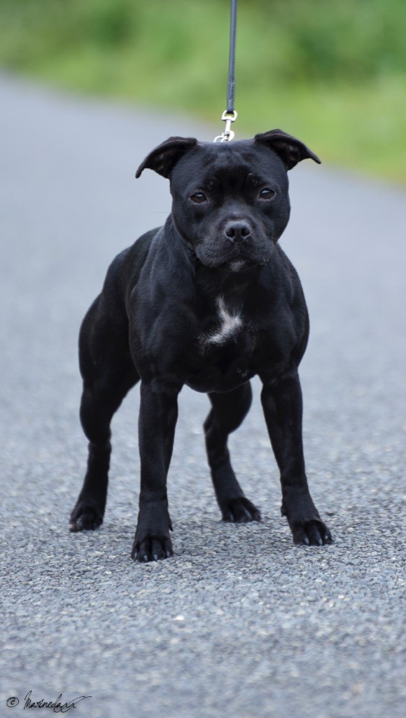 Tricastaff Making trouble