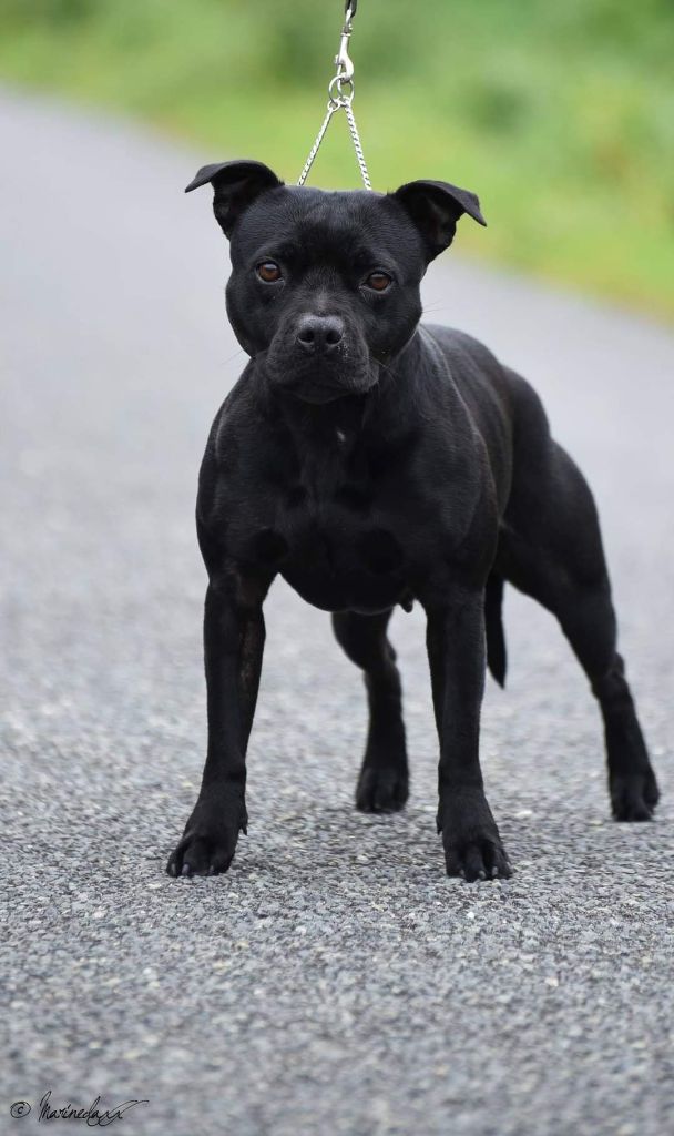 Tricastaff In the limelight