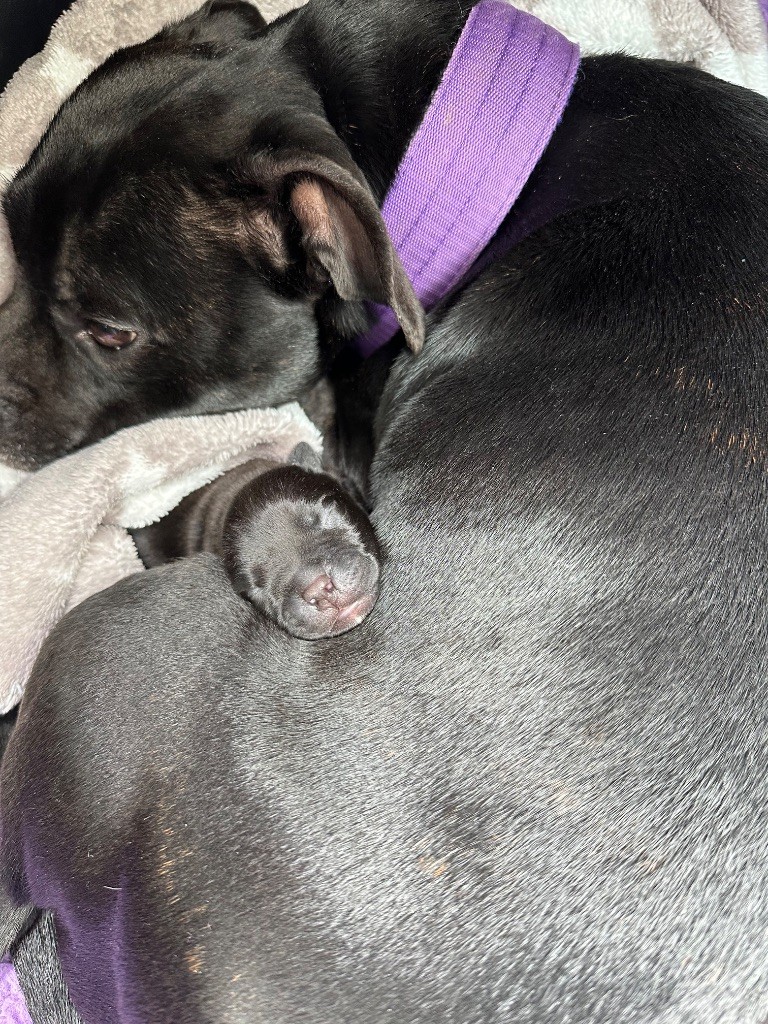 Chiot né