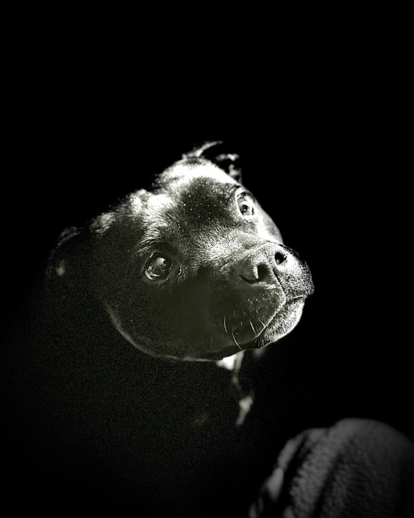 Nos chiens!