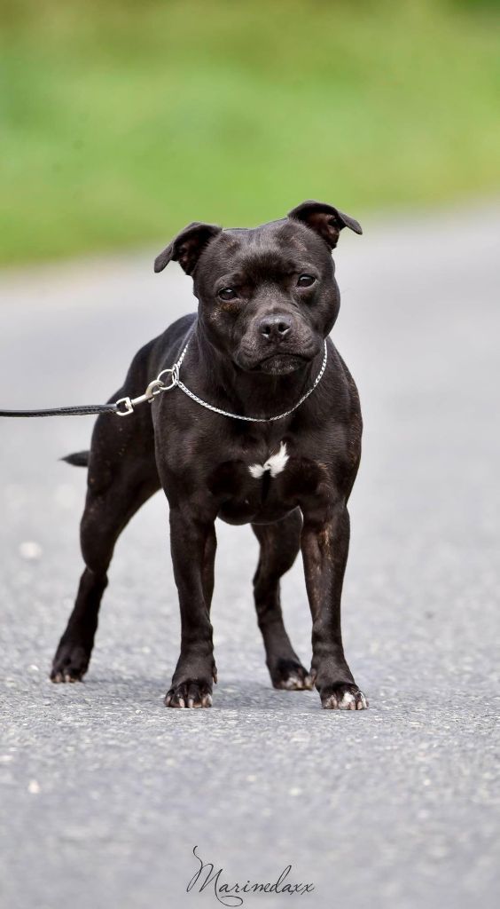 Des nouvelles des chiens nés chez nous