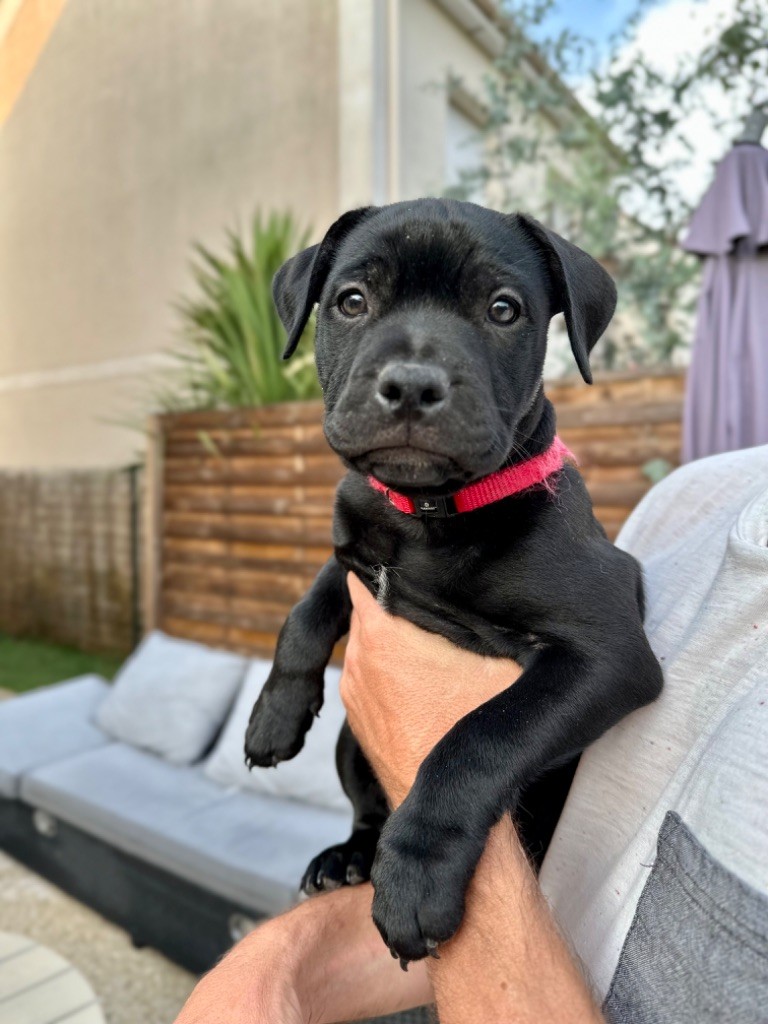 Tricastaff - Staffordshire Bull Terrier - Portée née le 16/04/2023